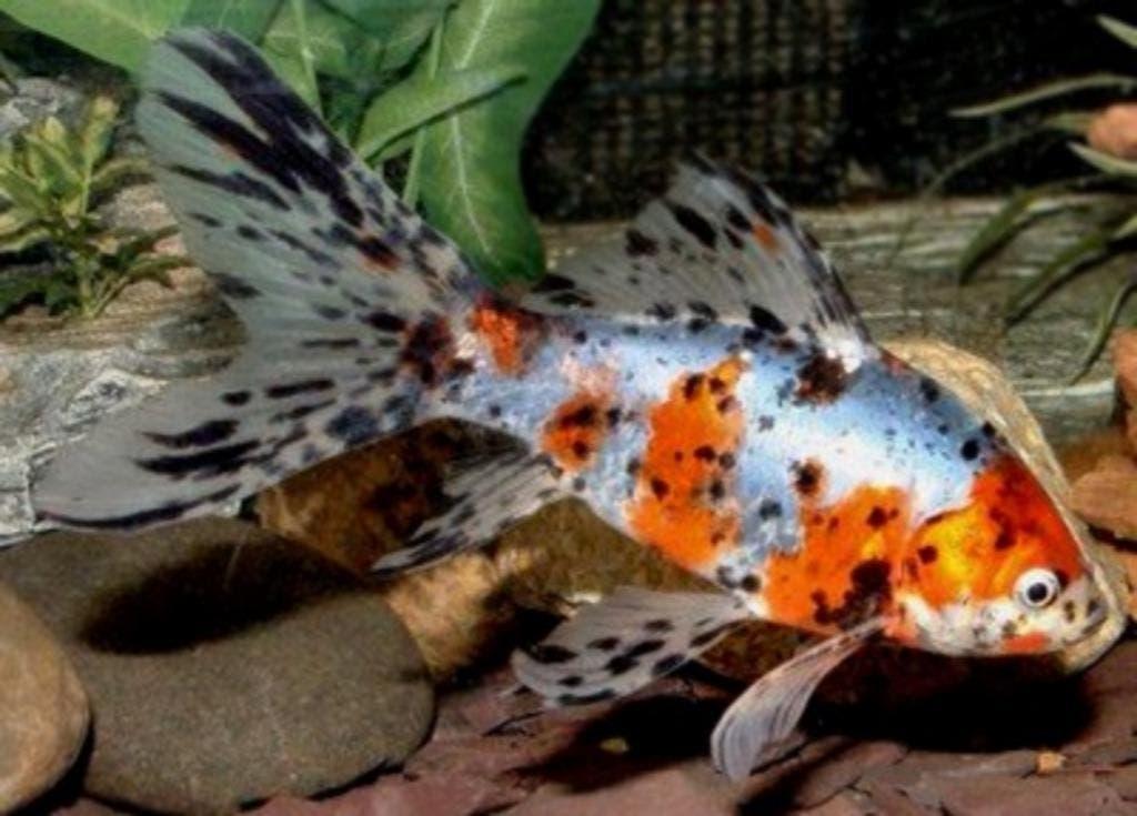 vijvervissen, Goudvis, Shubinkin, Zeelt, Graskarpers, Steur, Dieren en Toebehoren, Karper of Koi