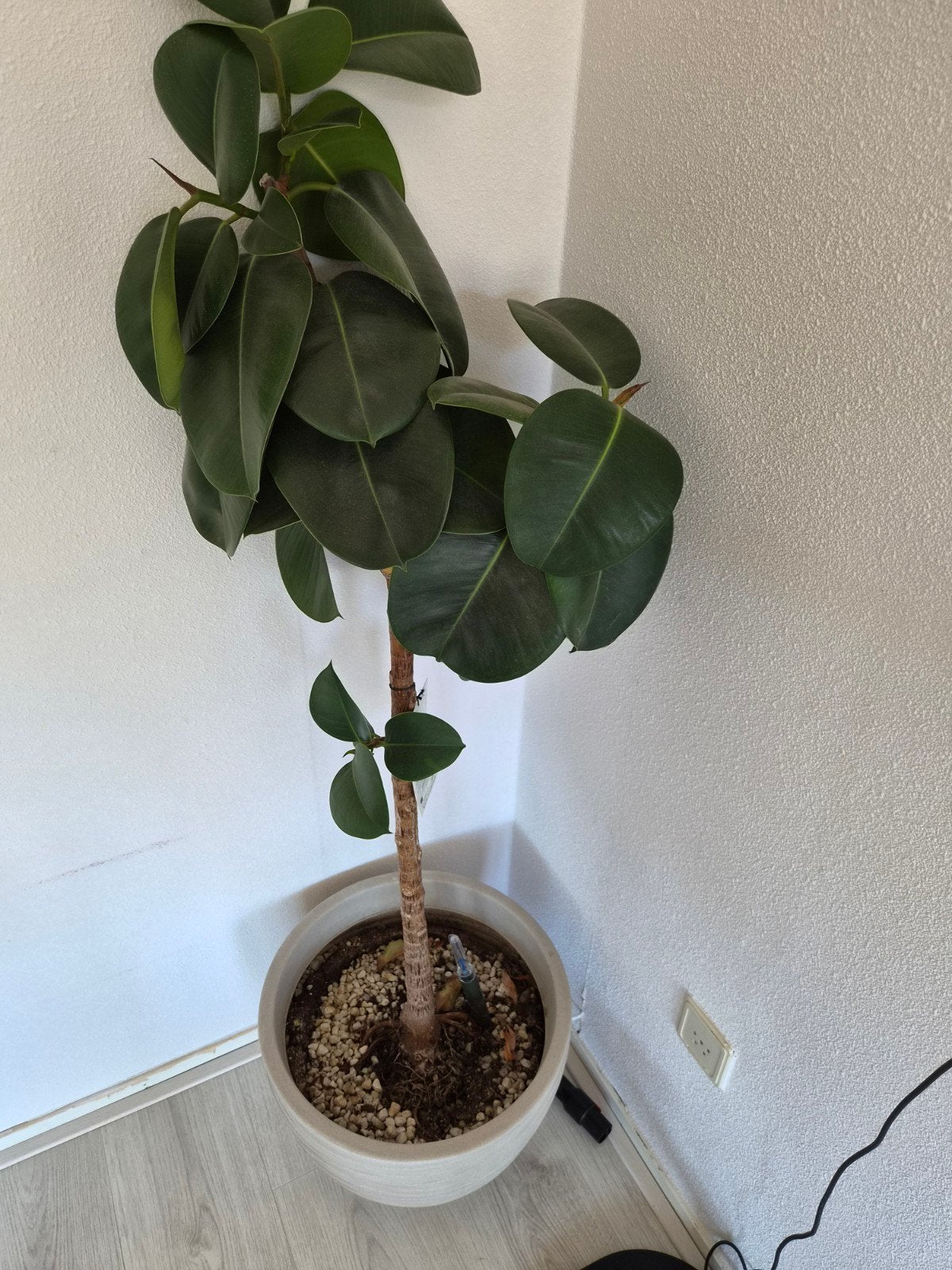 Ficus Makana inclusief bloempot, Ophalen, Ficus, 100 tot 150 cm, Halfschaduw