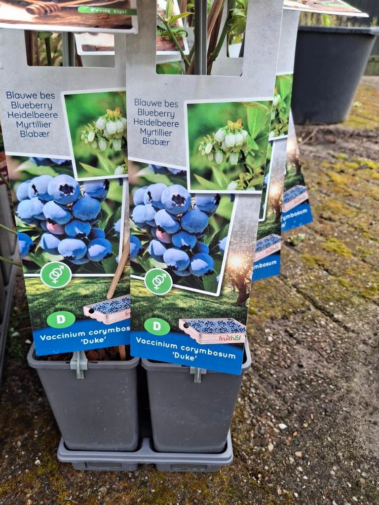 Fruitstruiken: Blauwe bes, Kruisbes, Braam en meer., Ophalen, Minder dan 100 cm, Lente, Overige soorten