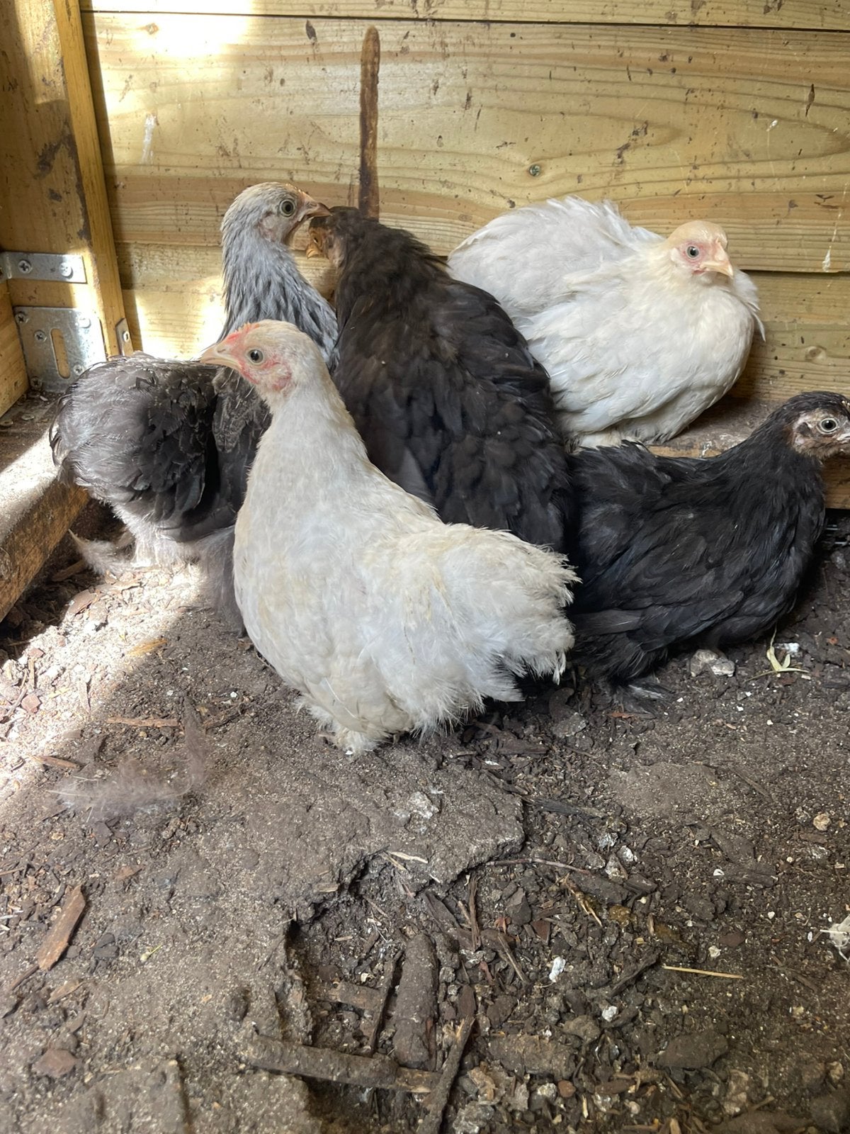 Cochin kriel hennen in meerdere kleuren: 8 weken oud, Dieren en Toebehoren, Pluimvee, Vrouwelijk, Kip