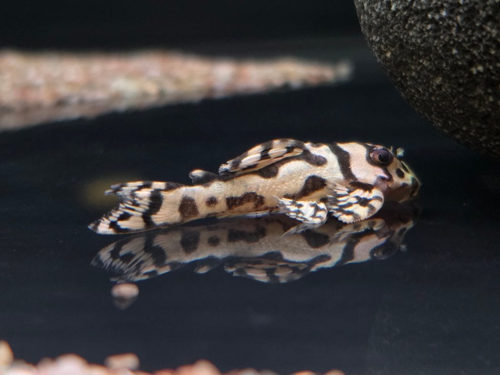 L236 sw Hypancistrus sp., Dieren en Toebehoren, Vis, Zoetwatervis