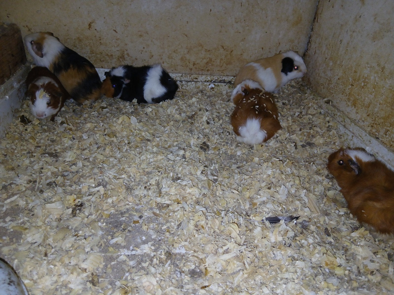 6 mooie jonge cavia beertje, Dieren en Toebehoren, Mannelijk