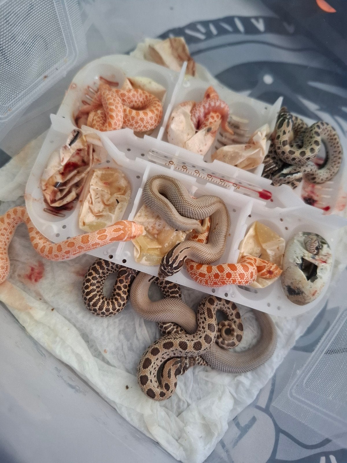 haakneus slang Hognose Snake photo 4