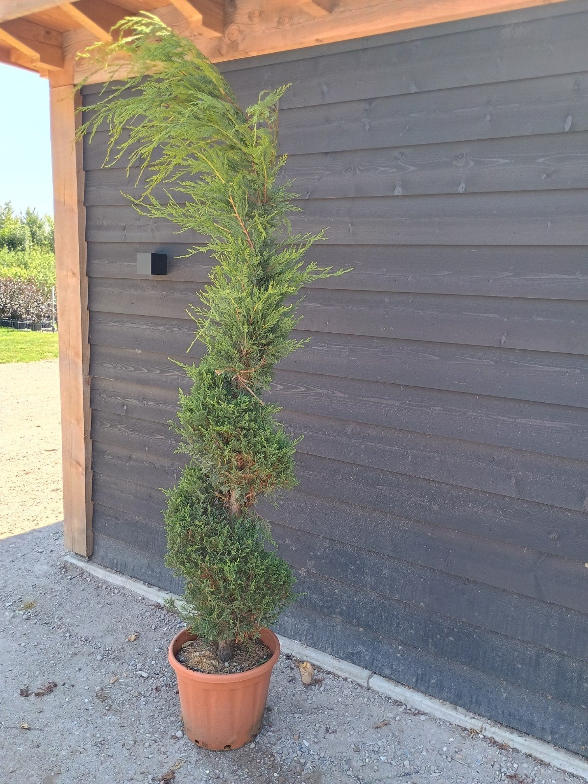 Zuilboom in pot - Ideaal voor kleine tuinen, Tuin en Terras, Planten | Bomen, Bloeit niet, 250 tot 400 cm, Zuilboom, Ophalen