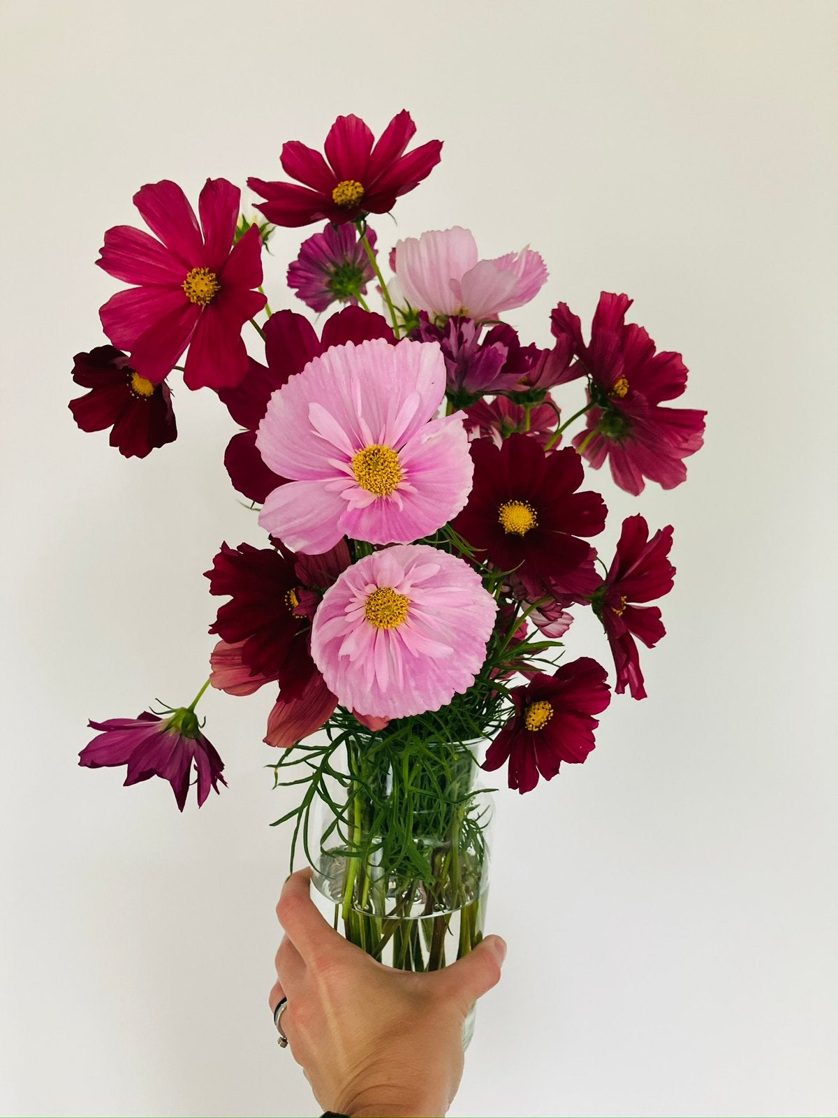 Mix van Cosmos Cosmea zaden, Tuin en Terras, Verzenden, Voorjaar, Volle zon, Zaad