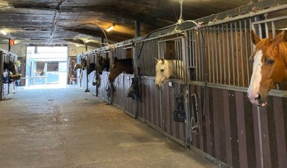 Extra hulp bij u op stal?, Dieren en Toebehoren