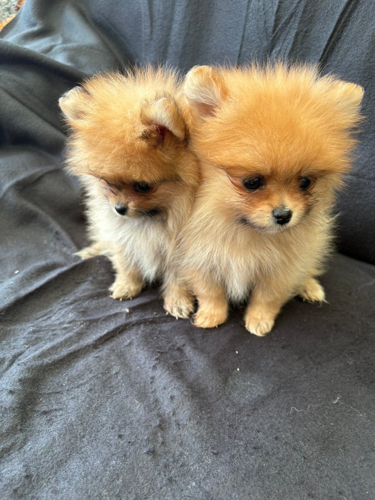 Bearface pomeriaan pups, 8 tot 15 weken, Meerdere, Meerdere dieren, Nederland