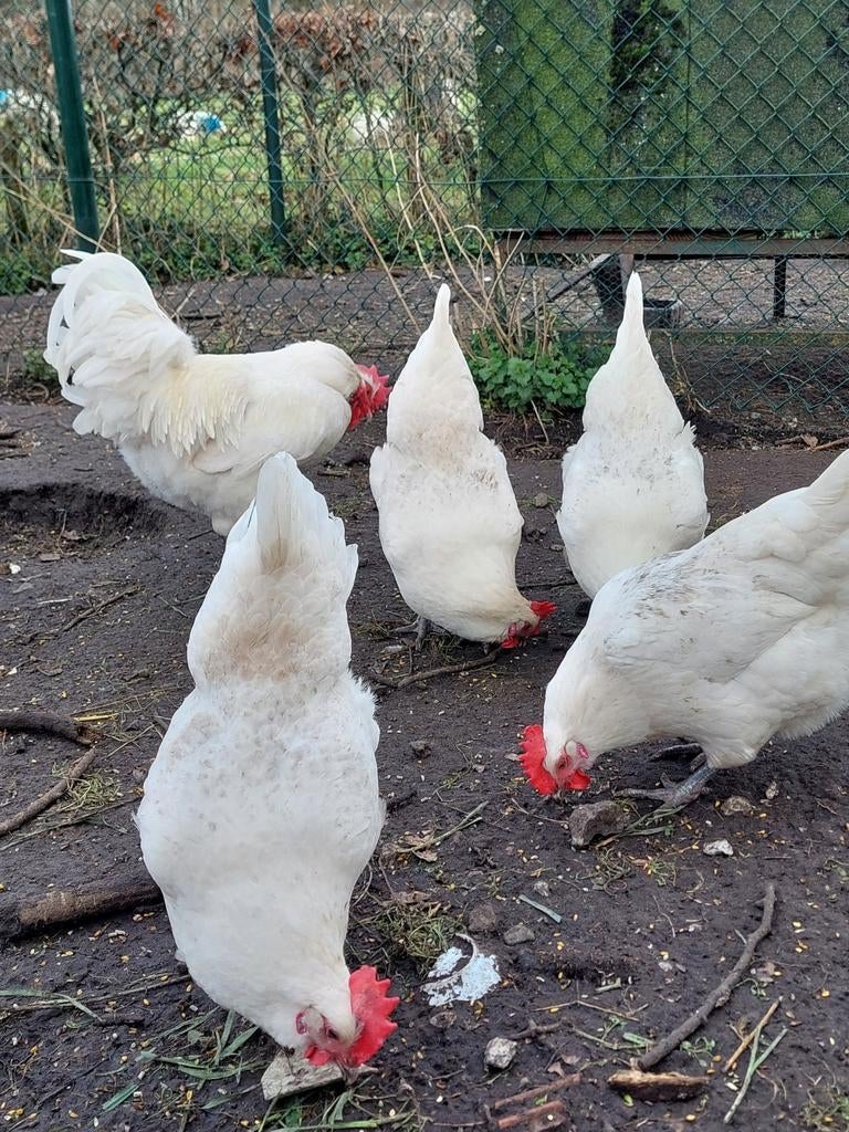 Poule de Bresse broedeieren, Dieren en Toebehoren, Geslacht onbekend, Kip