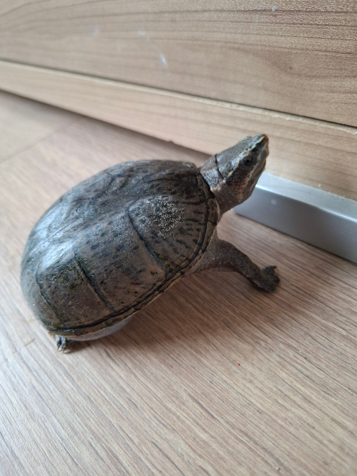 muskusschildpad, Dieren en Toebehoren, Schildpad, 7 tot 10 jaar