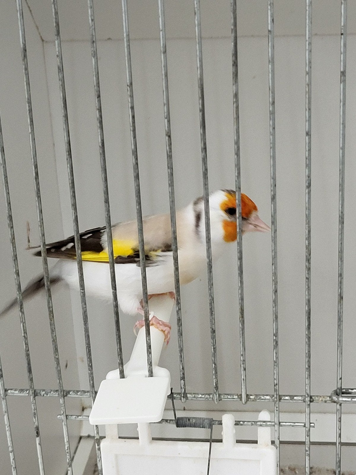 majoor putters koppel  eumo, Meerdere dieren, Bastaard