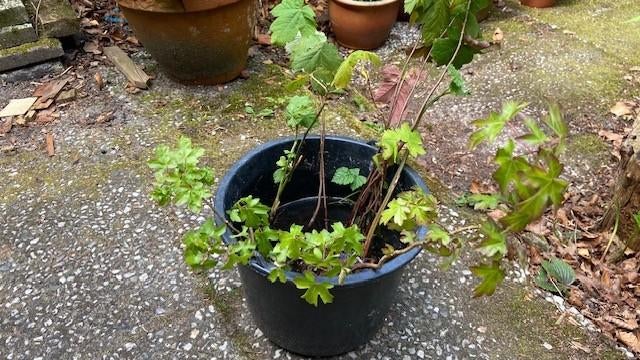 planten gratis af te halen, Ophalen, Vaste plant, Overige soorten, Volle zon