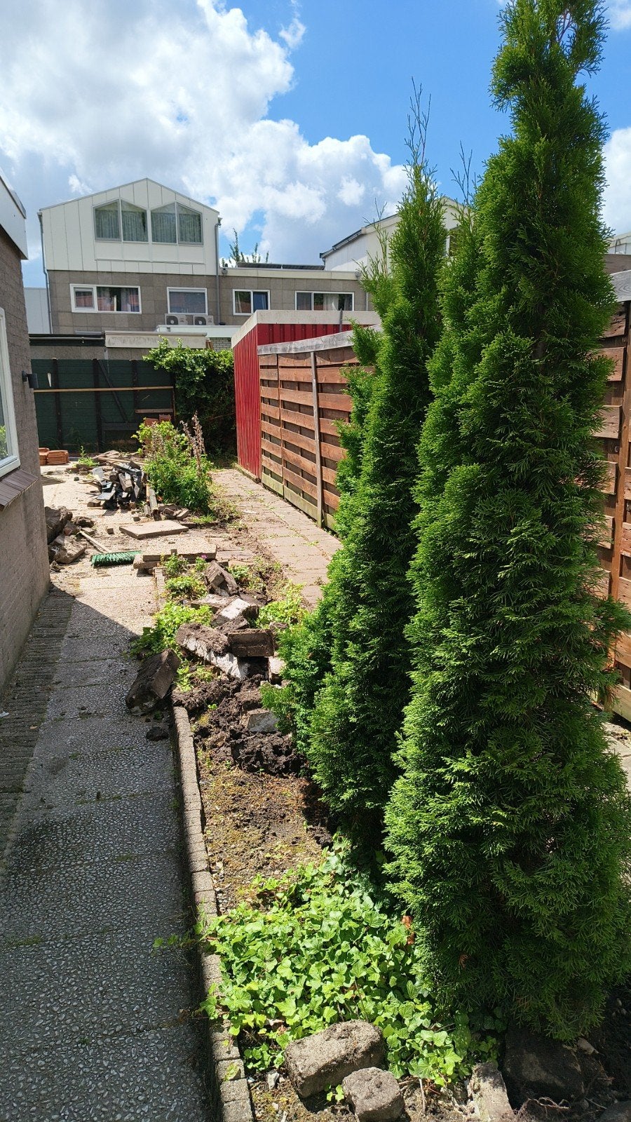 Coniferen - gratis, Ophalen, Conifeer, 100 tot 250 cm