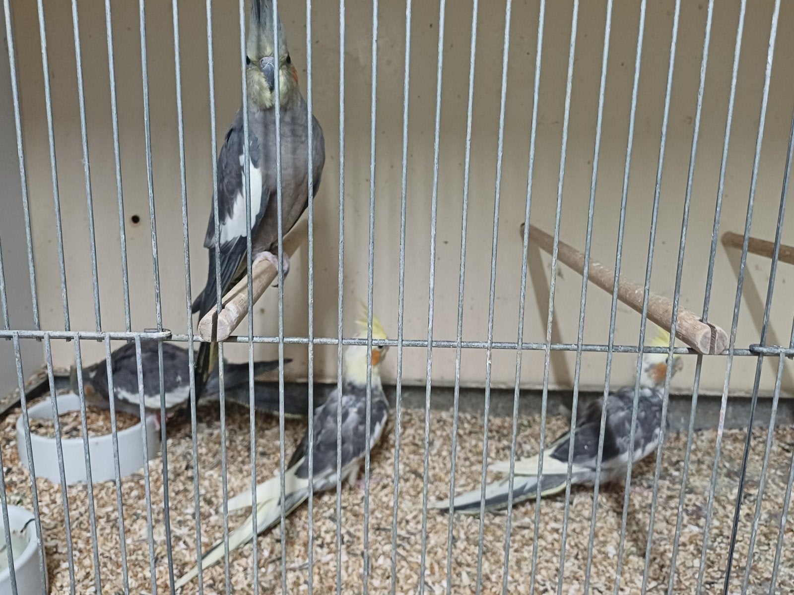 jonge valkparkieten, Meerdere dieren, Overige soorten
