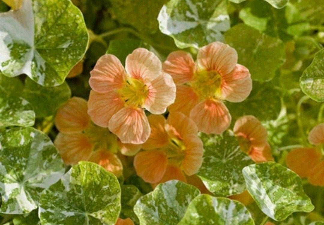 Tip Top Alaska Salmon Oost indische kers zaden biologisch, Tuin en Terras, Ophalen of Verzenden, Volle zon