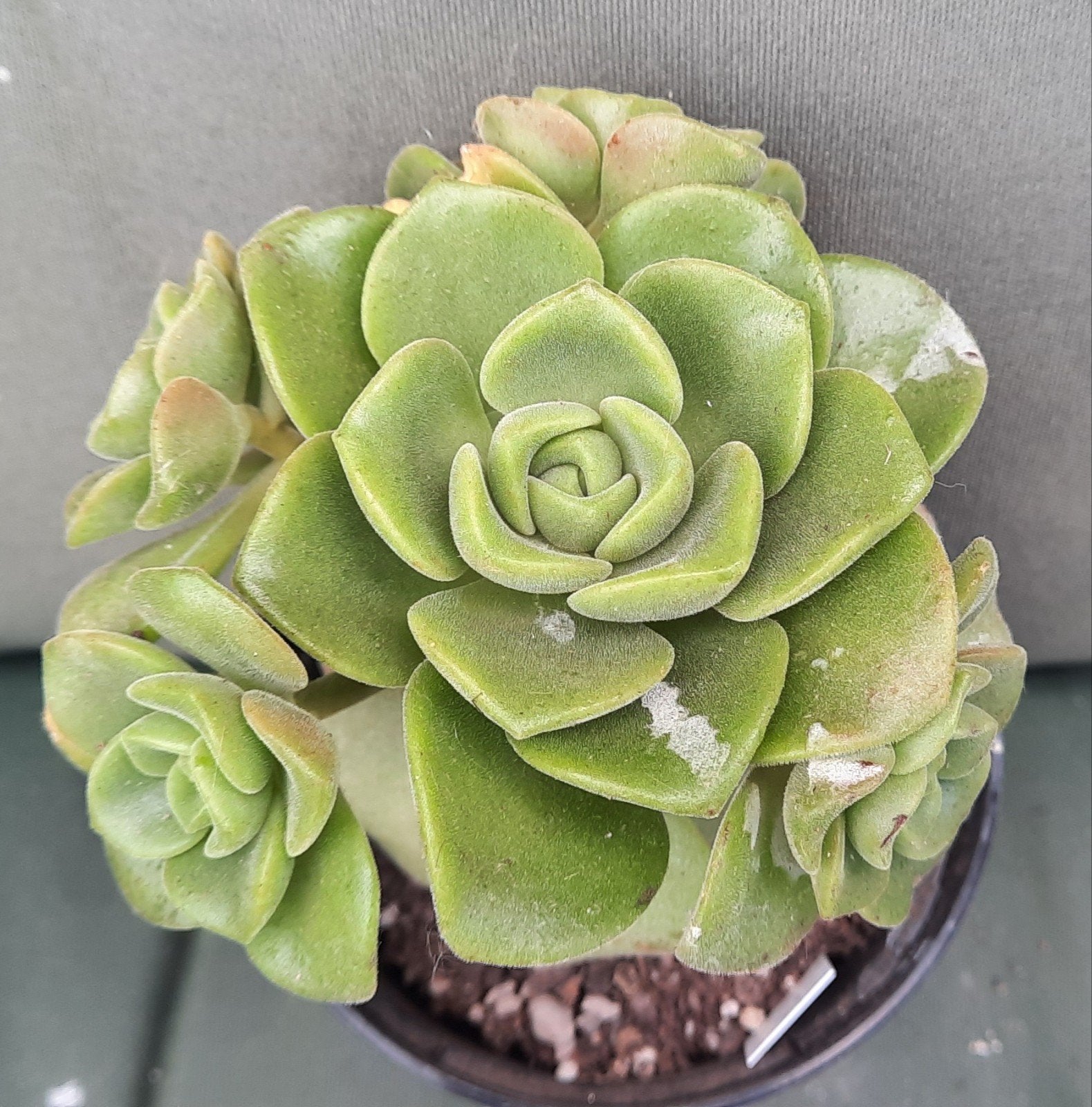 Aeonium Lilypad, Vetplant, Minder dan 100 cm, Groene kamerplant, Halfschaduw