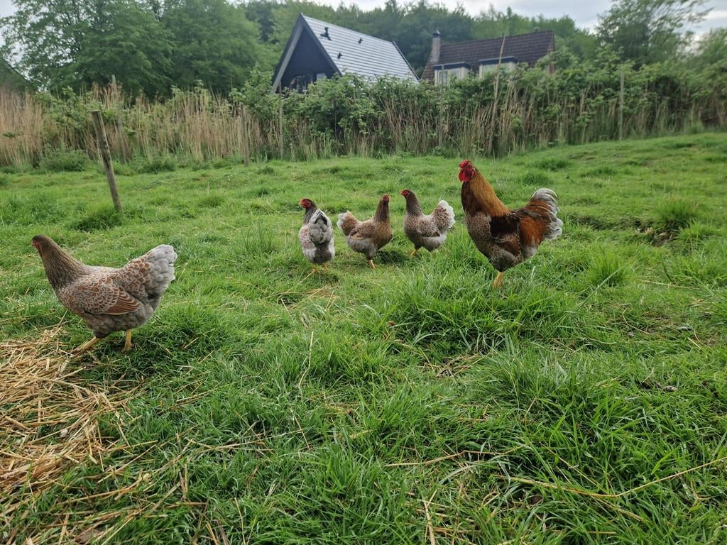 Broedeieren wyandotte kriel Goud blauw gezoomd, Dieren en Toebehoren, Pluimvee, Geslacht onbekend, Kip