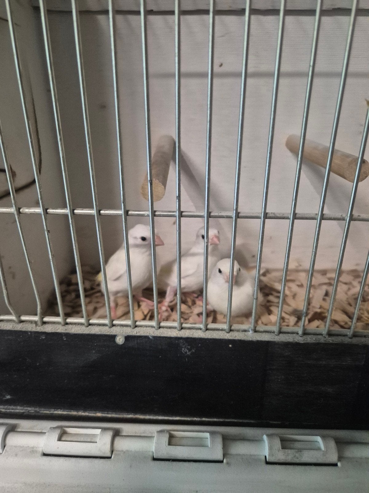 3 jonge kanaries, Dieren en Toebehoren