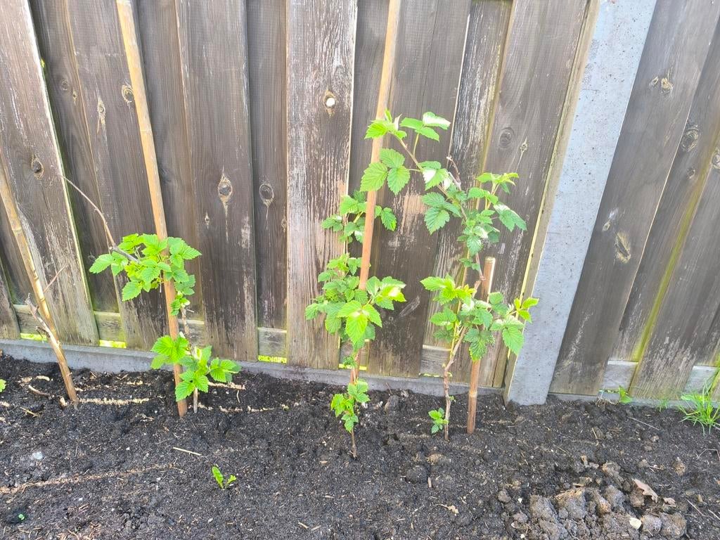 Frambozen planten, Tuin en Terras, Planten | Tuinplanten, Ophalen of Verzenden, Vaste plant, Overige soorten, Volle zon