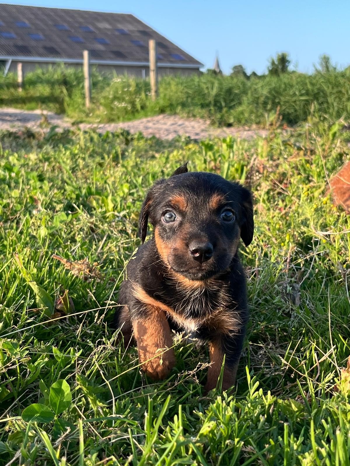 Jack russel pups, Jack Russell Terriër, Reu, 8 tot 15 weken, Meerdere