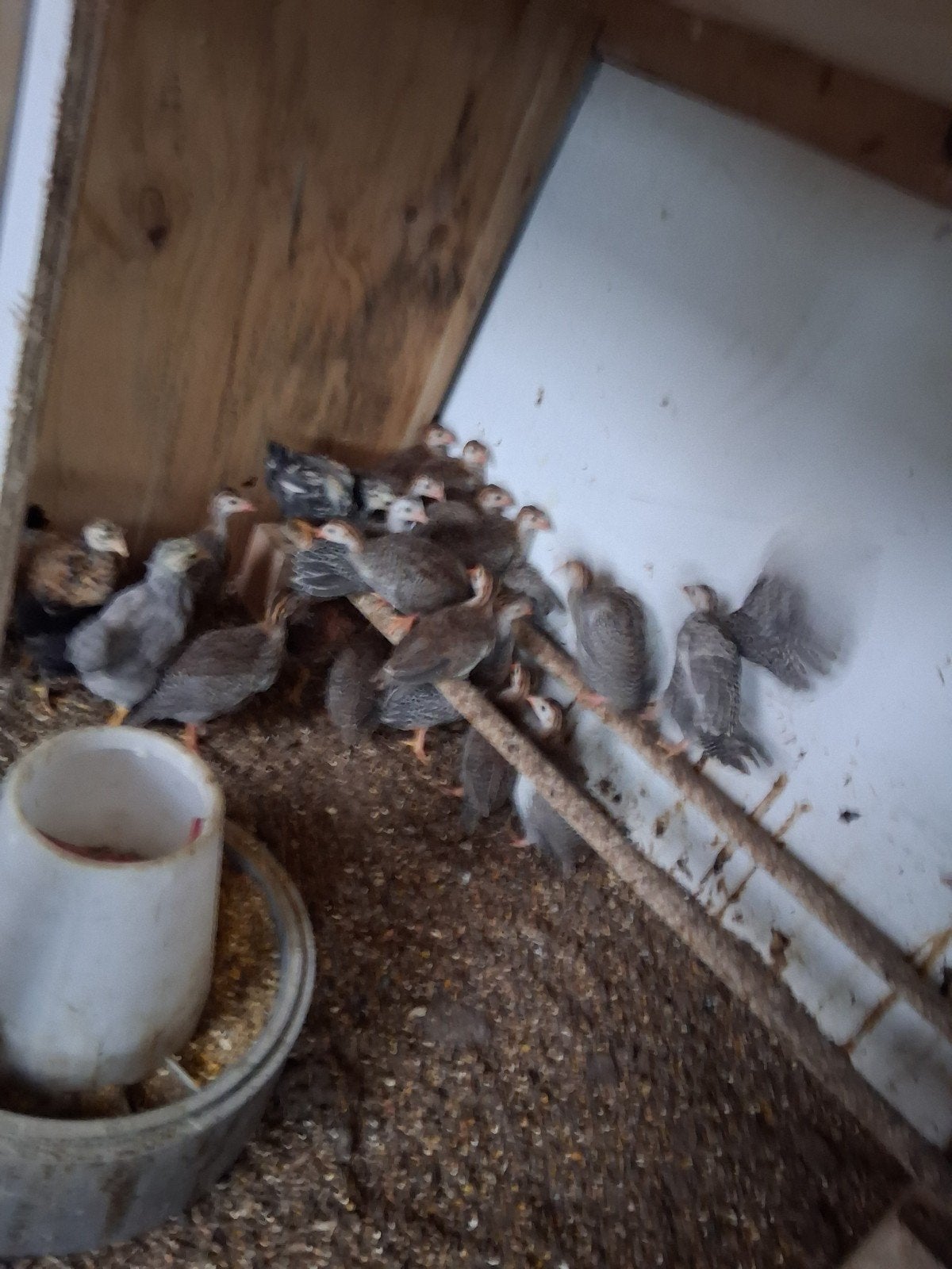 Jonge parelhoenders, Dieren en Toebehoren, Geslacht onbekend, Kip