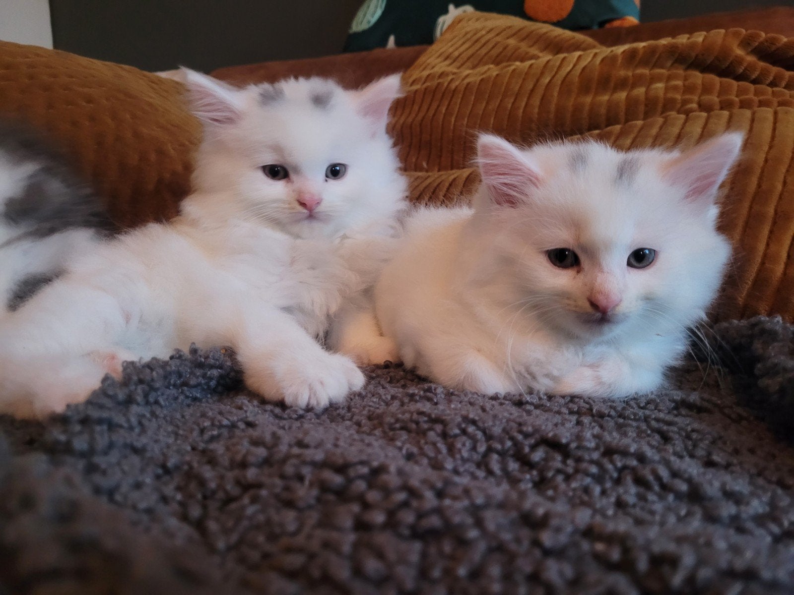 Nog 1 Unieke Polydactyl (7755) Maine Coon XL kitten, Kater, Ontwormd, 0 tot 2 jaar