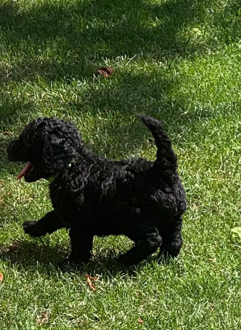 Stamboom poedel pups (zwart) te koop, Parvo, 8 tot 15 weken, Meerdere, Meerdere dieren