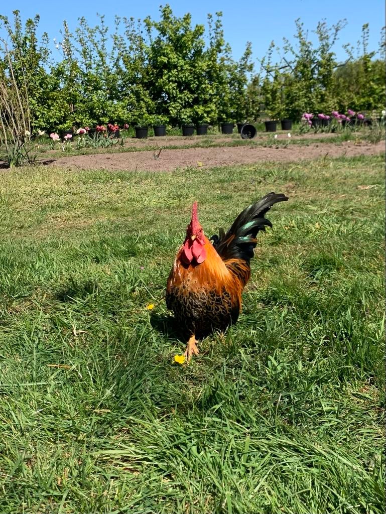 Chabo haan 1 jaar oud, Dieren en Toebehoren, Pluimvee, Mannelijk, Kip
