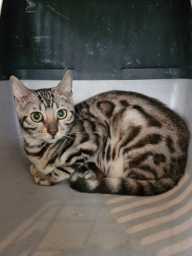bengaalse kittens, Dieren en Toebehoren, Meerdere dieren, Gechipt, 0 tot 2 jaar