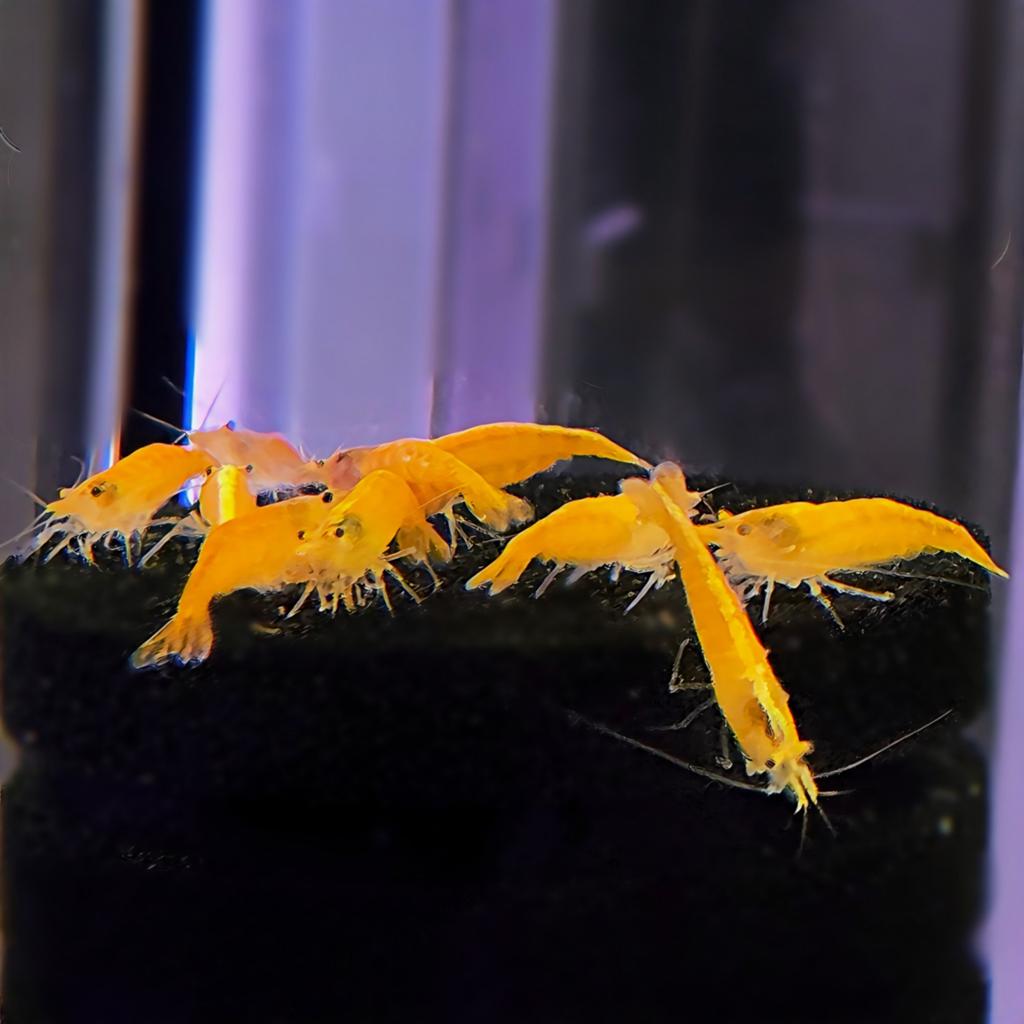Oranje / gele Neocaridina garnalen | Aquarium Garnalen, Kreeft, Krab of Garnaal