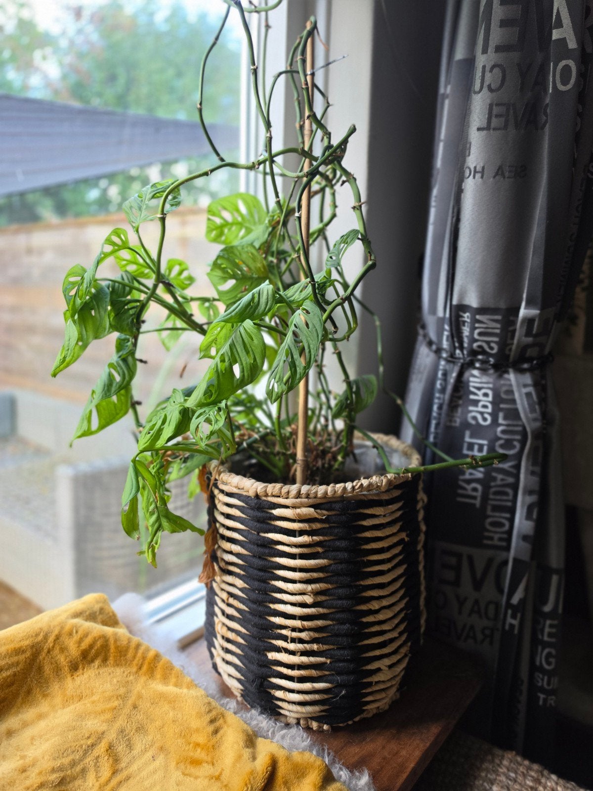 Monstera, Huis en Inrichting, Ophalen, Halfschaduw, Minder dan 100 cm