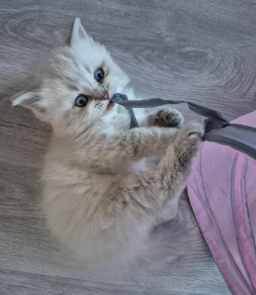 Lieve britse kort/langhaar katertjes., Kater, Gechipt