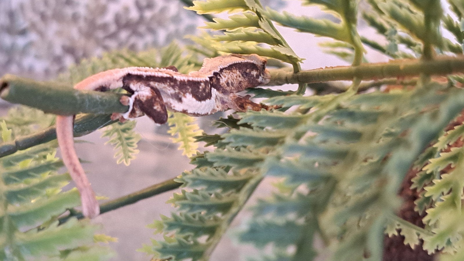 Wimpergekko Lilly white quad stripe. Goede lijn. Baby Crested Gecko photo 3