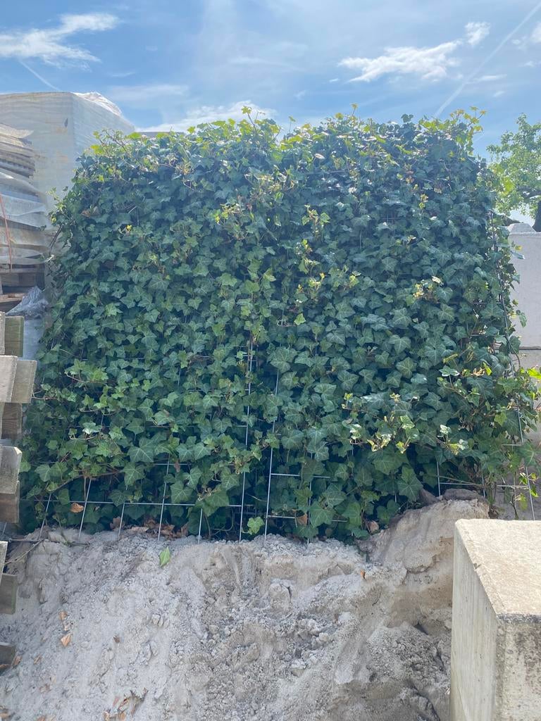 Hedera schermen, Ophalen of Verzenden, Overige soorten, 100 tot 250 cm