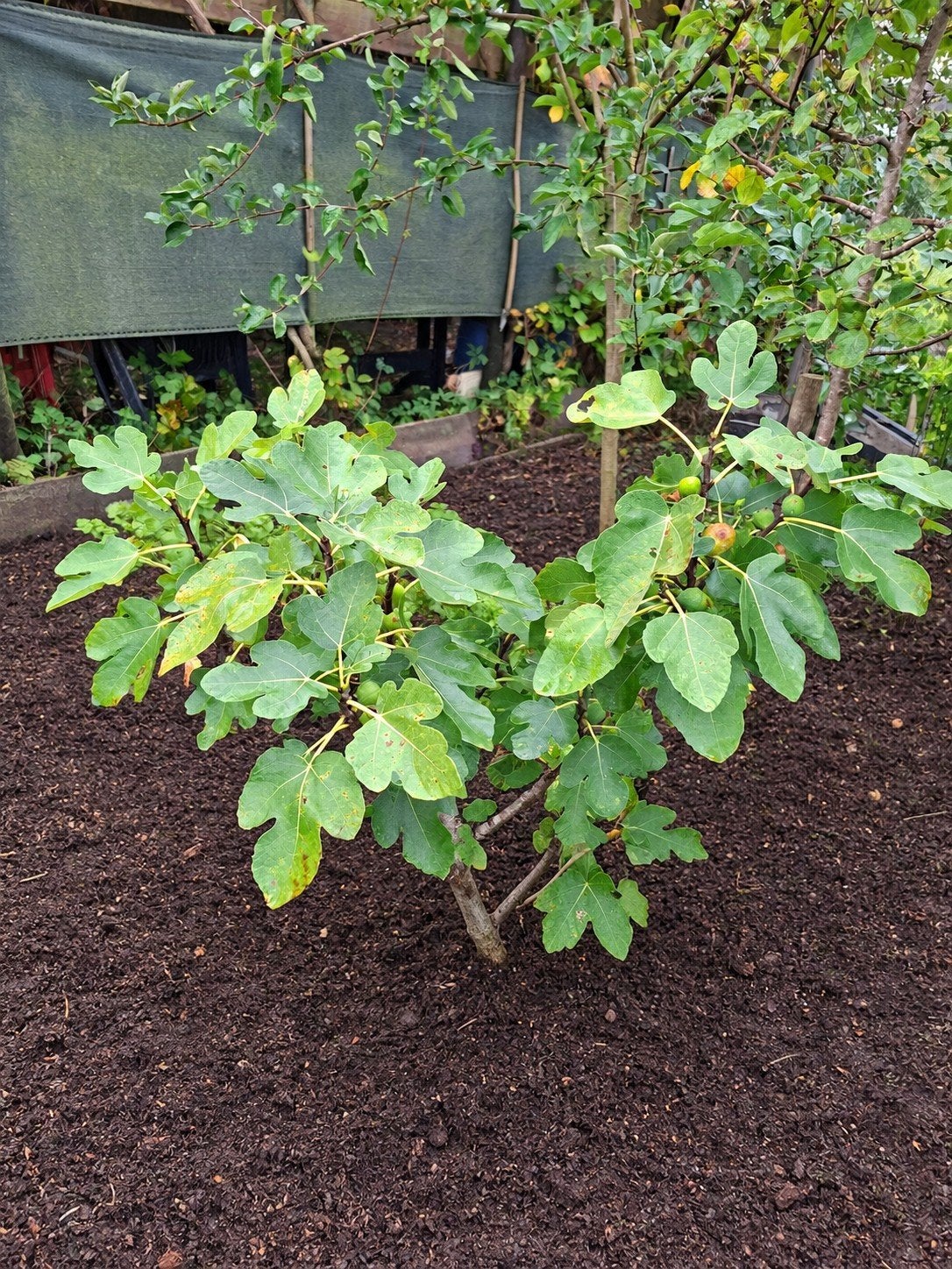 Vijgenstruik ficus carica, Ophalen, Volle zon, Vijgenboom, 100 tot 250 cm