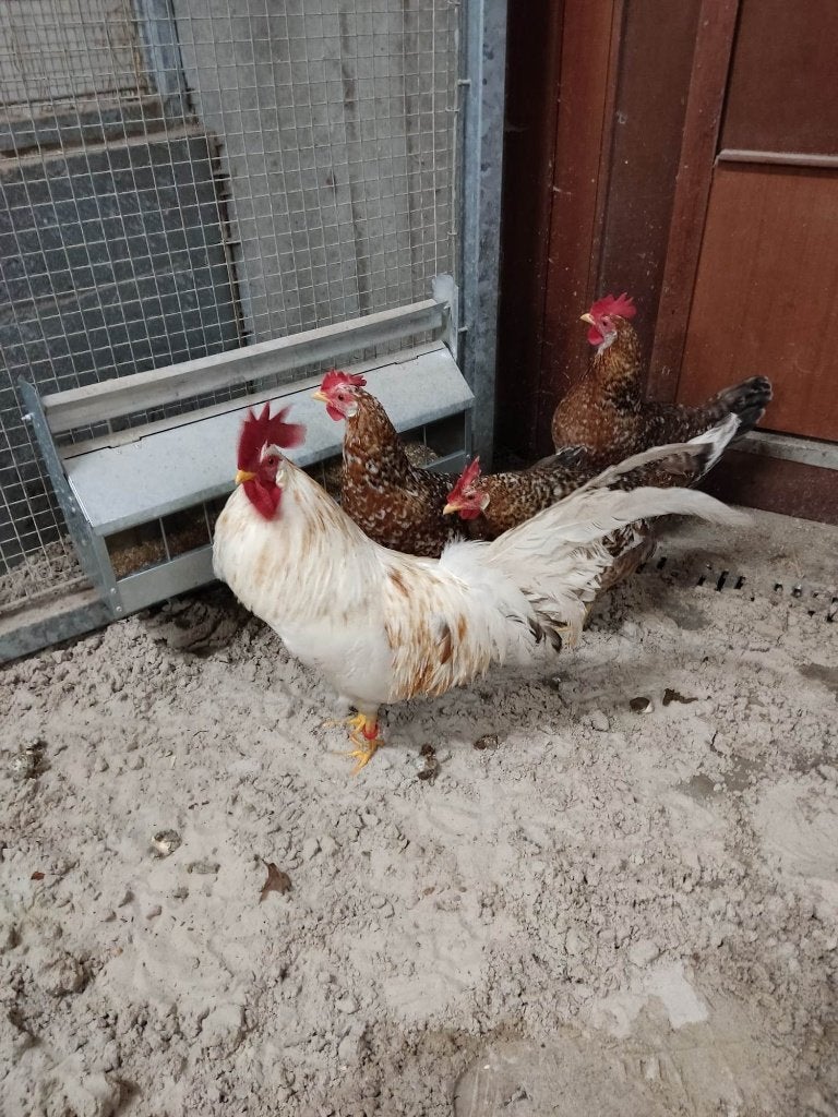 pluimvee, Meerdere dieren, Kip
