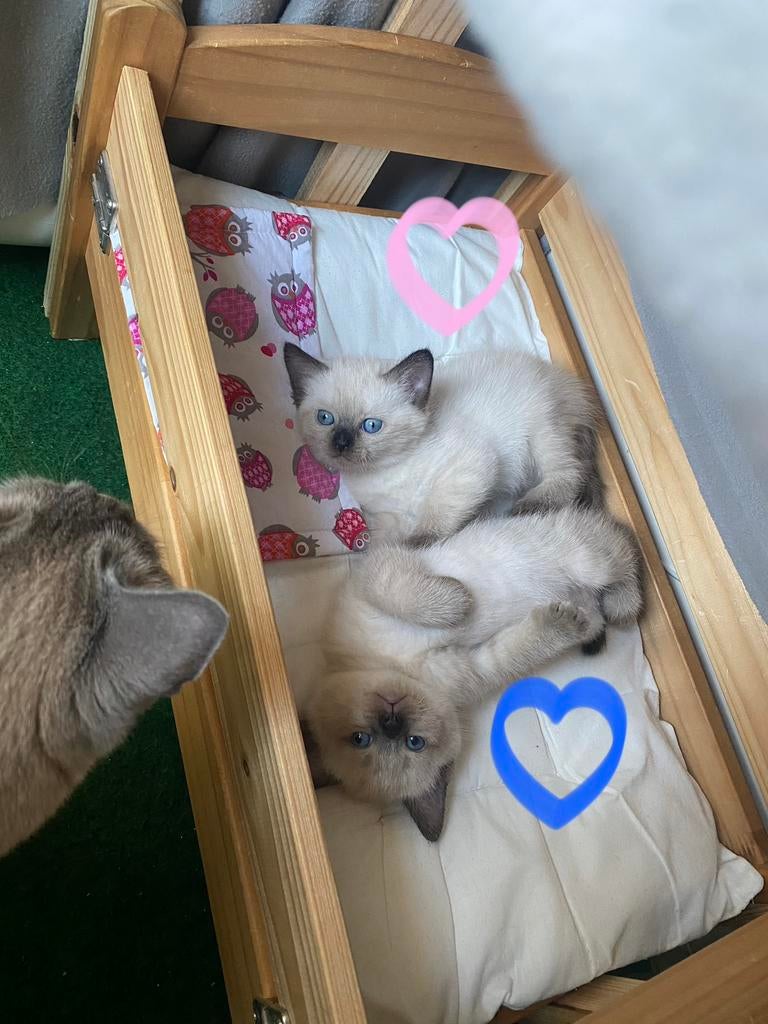 Ragdoll x tonkanees kittens point, Dieren en Toebehoren, Katten en Kittens | Raskatten | Langhaar, Meerdere dieren, Gechipt, 0 tot 2 jaar