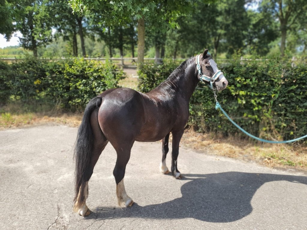 Lieve betrouwbare Welsh A kinderpony – Nero – 20 jaar, Dieren en Toebehoren, Pony's, Met stamboom, Ruin, Zadelmak, A pony (tot 1.17m)