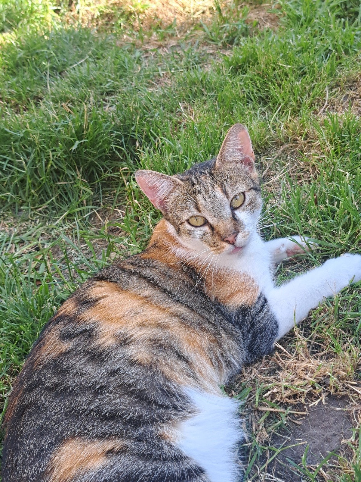 lilith en Bubu een ZEER aanhankelijke jong duo, Dieren en Toebehoren, Meerdere dieren, Kortharig, 0 tot 2 jaar