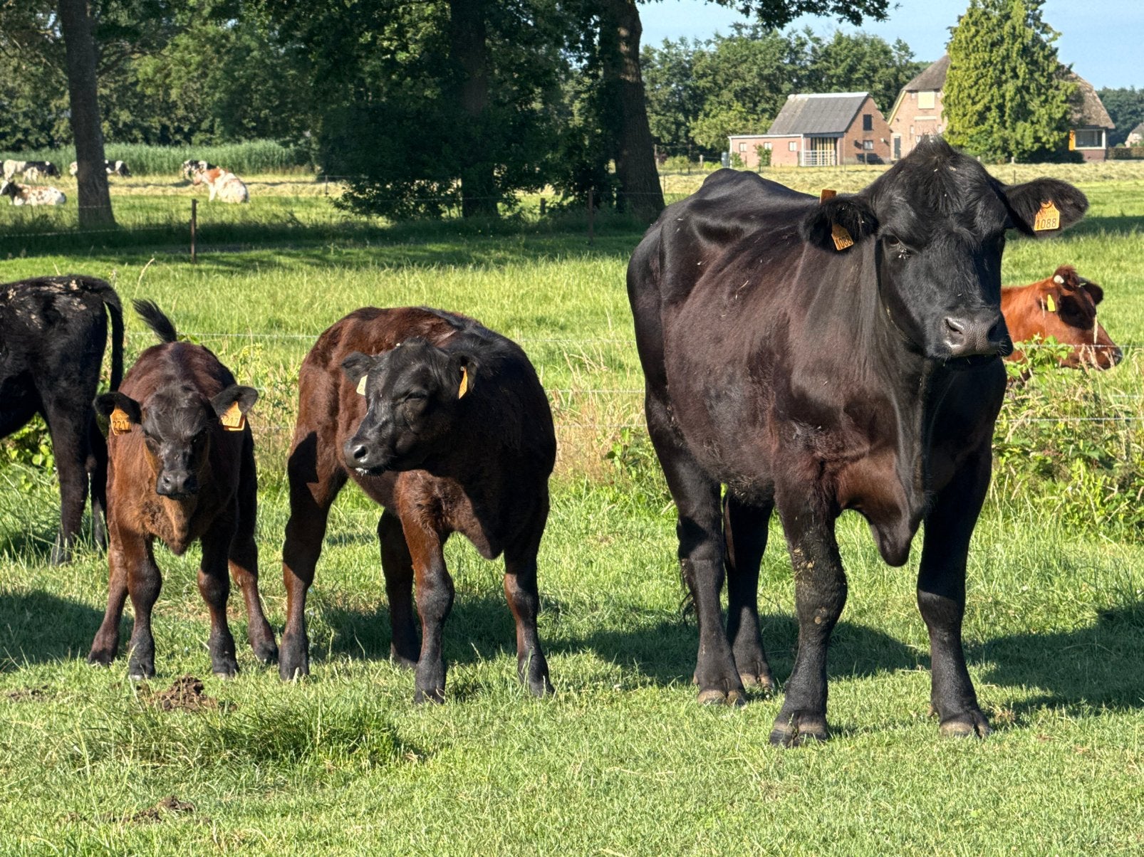 4 black angus zoogstellen te koop, Dieren en Toebehoren, Runderen, Mannelijk