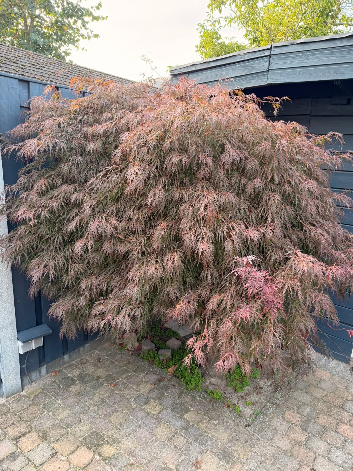 Grote prachtige Japanse esdoorn 2 meter, Tuin en Terras, Ophalen, Bloeit niet, Halfschaduw, Overige soorten