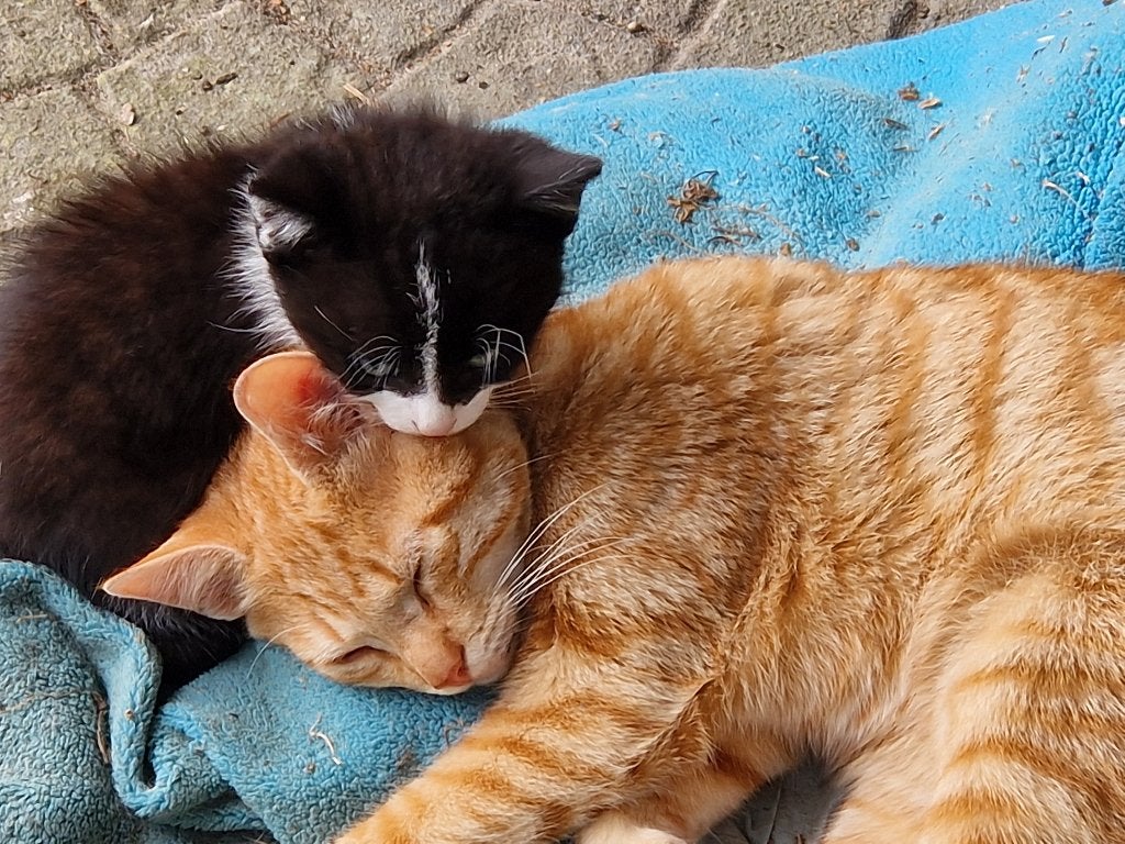 kittens, Dieren en Toebehoren, Meerdere dieren