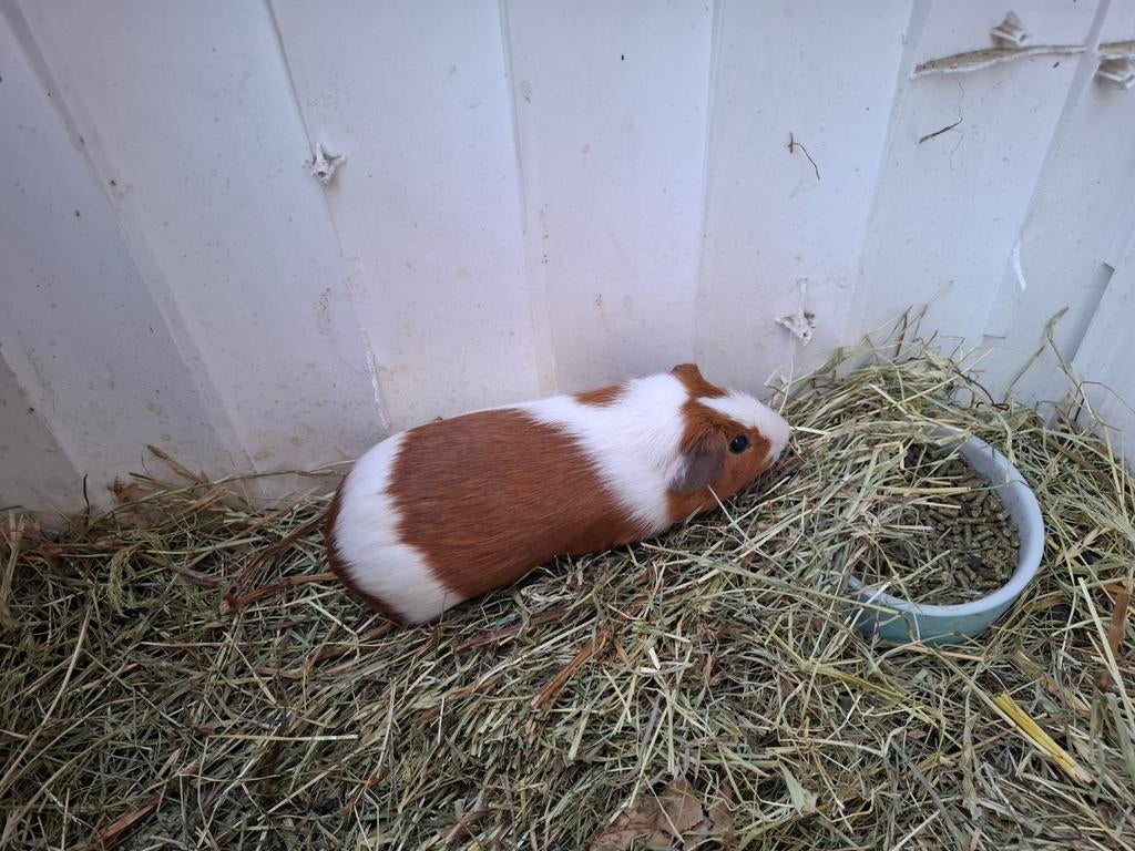 Cavia's, Dieren en Toebehoren, Knaagdieren, Februari, Mannelijk, Cavia