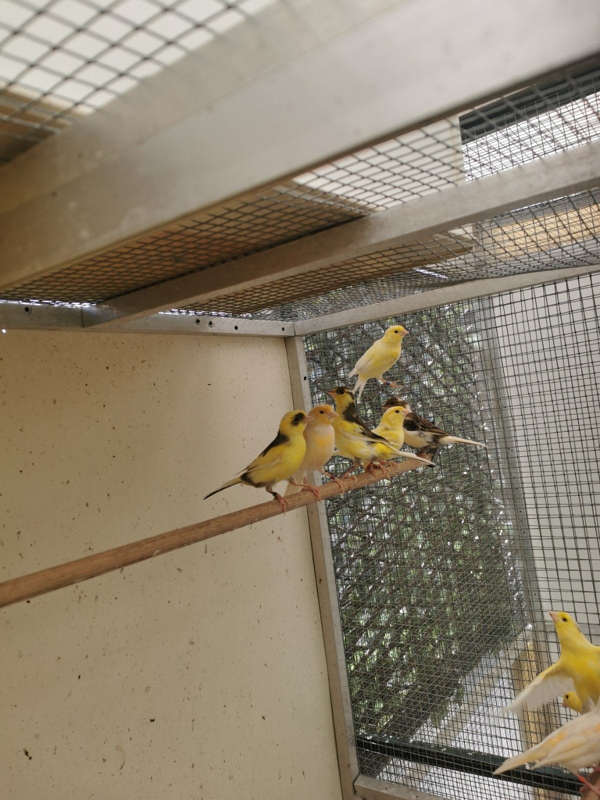 Kanaries te koop, Meerdere dieren, Kleurkanarie