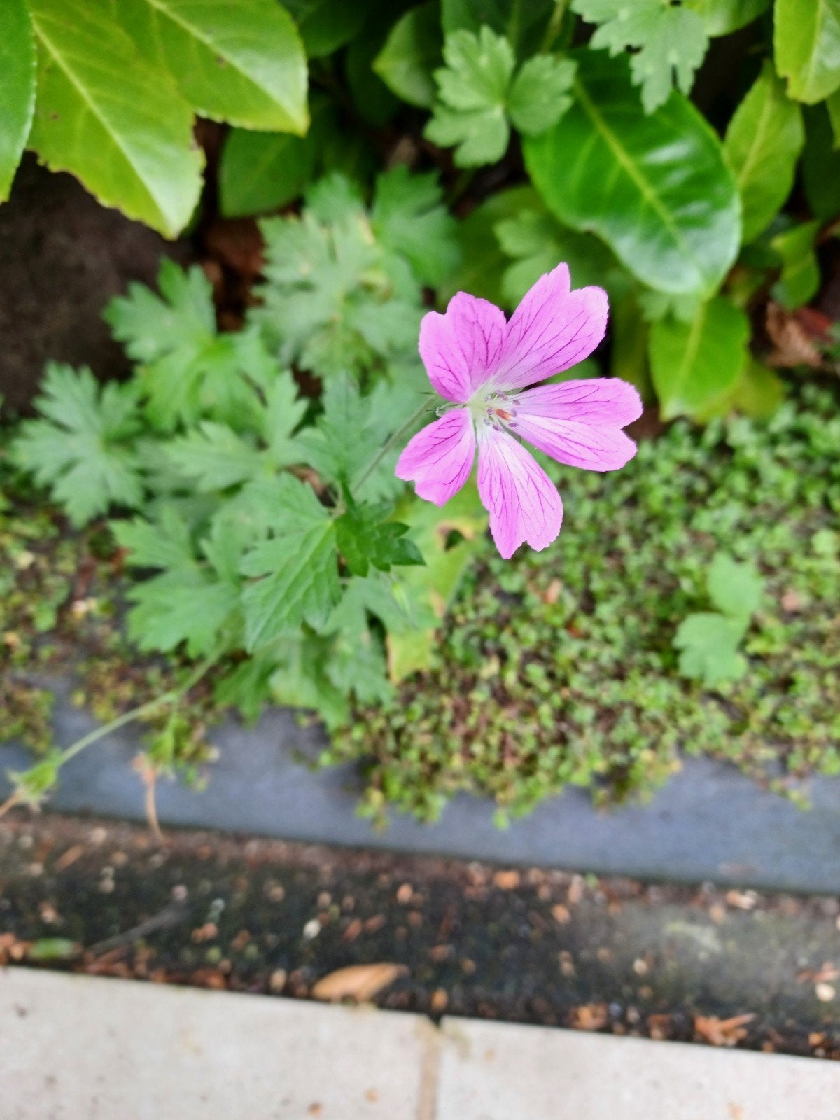 Geranium Rozanne - Vaste plant voor tuin en border, Tuin en Terras, Ophalen, Bodembedekkers, Vaste plant, Halfschaduw