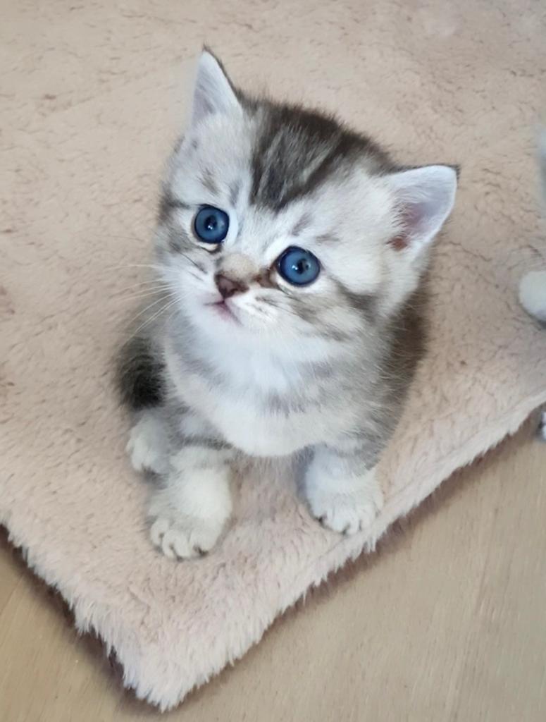 Prachtige Britse korthaar kittens met stamboom, Dieren en Toebehoren, Meerdere dieren, Met stamboom, 0 tot 2 jaar