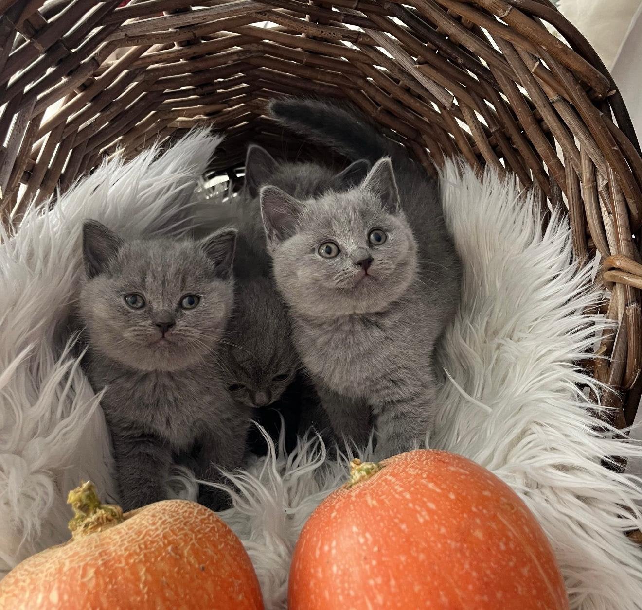 Britse kittens, Meerdere dieren, Ontwormd, 0 tot 2 jaar