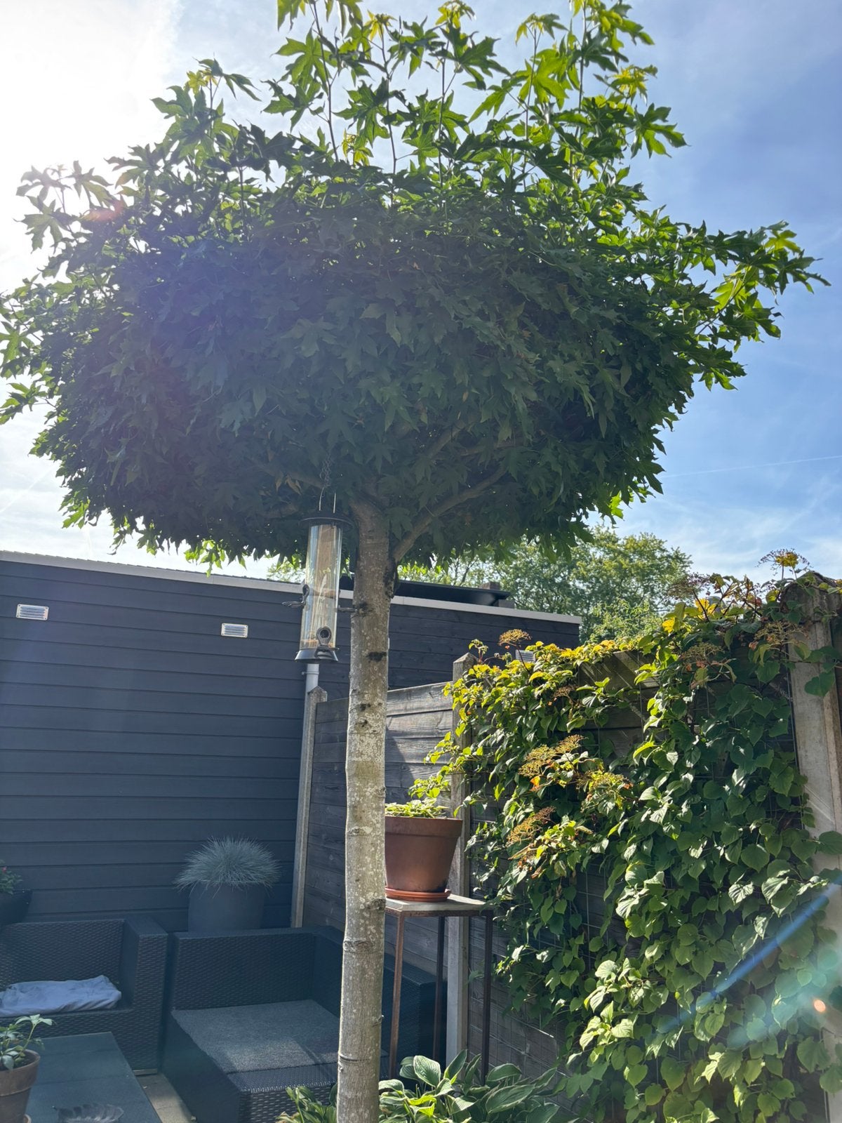 Gratis af te halen, mooie liquidambar (amberboom), Ophalen, Halfschaduw, Dakboom, 250 tot 400 cm