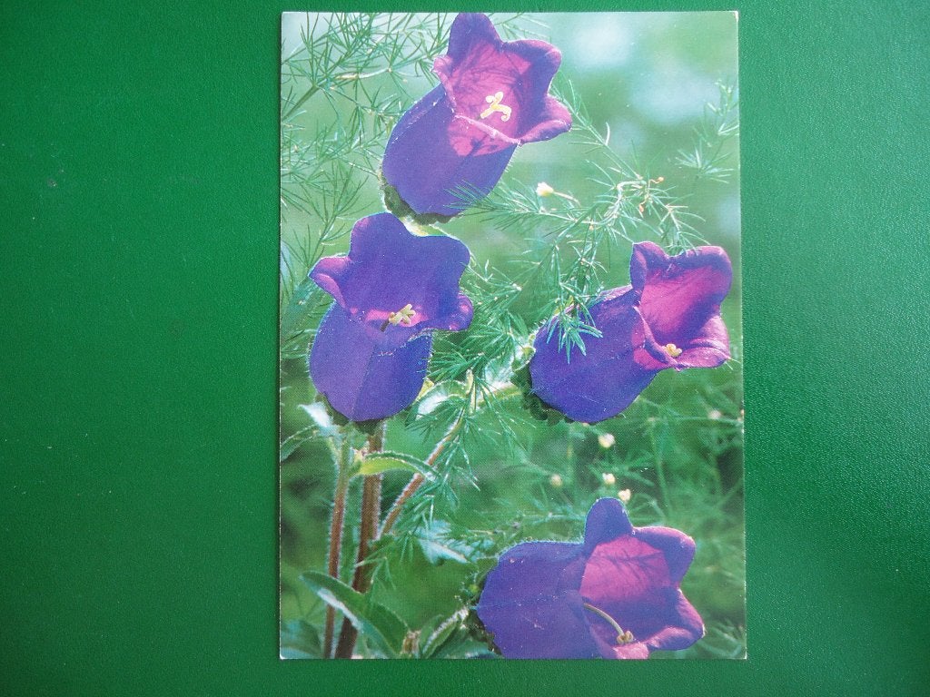 (150) Bloemenkaart, Verzenden, 1980 tot heden, Ongelopen, Overige thema's