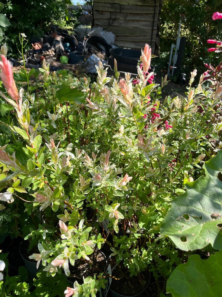 Salix integra Hakuro Nishiki of Flamingo boom of Bonte wilg, Ophalen, Overige soorten, 100 tot 250 cm