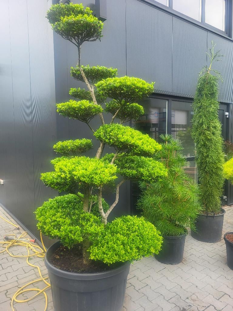 Ilex Crenata Blondie bonsai, Tuin en Terras, Planten | Bomen, Overige soorten, Lente, 100 tot 250 cm, Ophalen